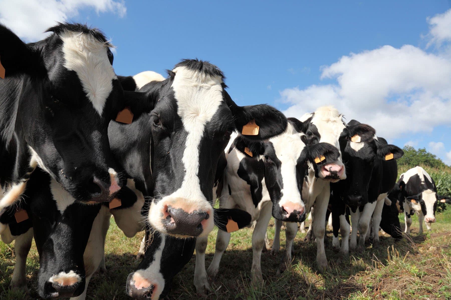 Friesian dairy cows in a pasture